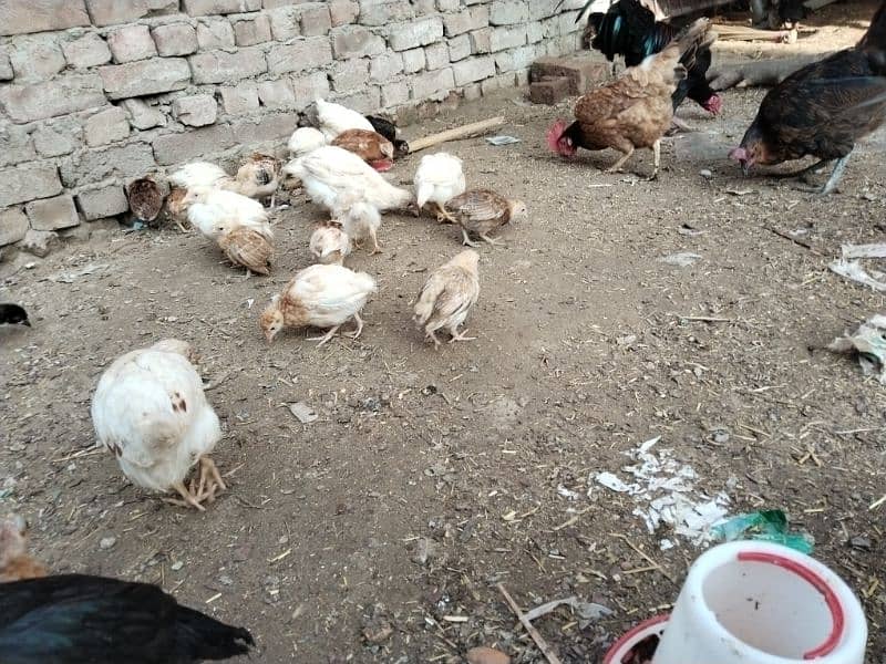 RiR or white Desi hens are available for very cheap price 1