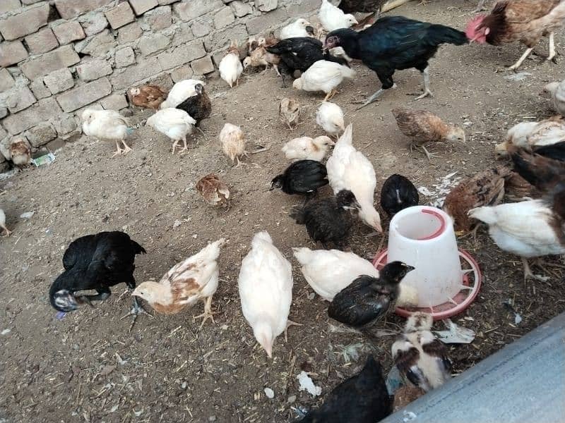 RiR or white Desi hens are available for very cheap price 2