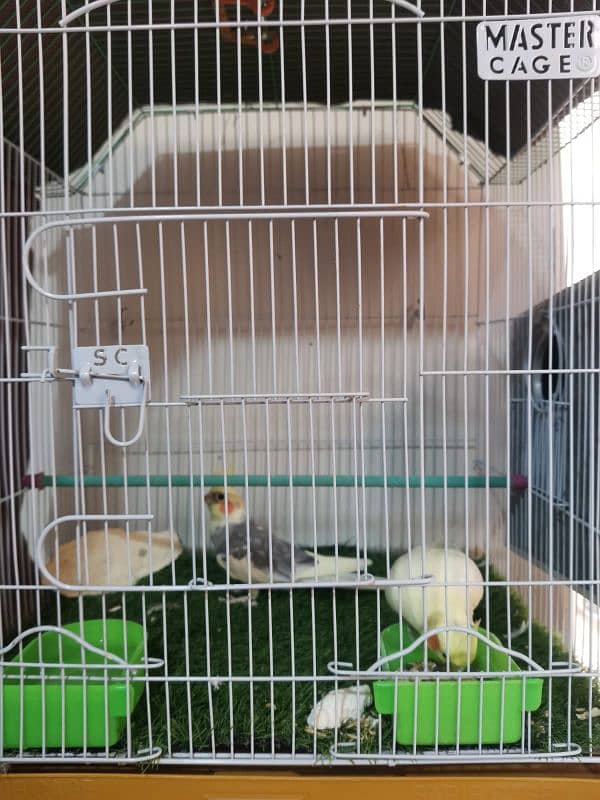 Cocktail Breeder pair for sale URGENT 1