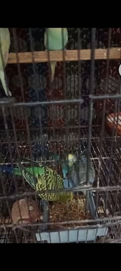 budgies pairs