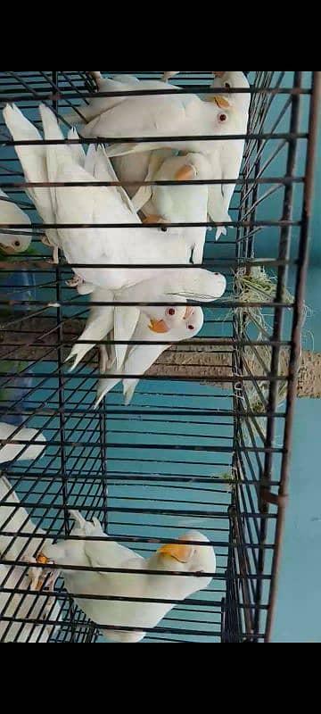 Albino red eye black eye pathy available. . . 5