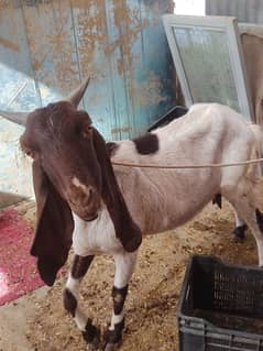 Female Bakri he or 2 month ka male bacha b Saath he