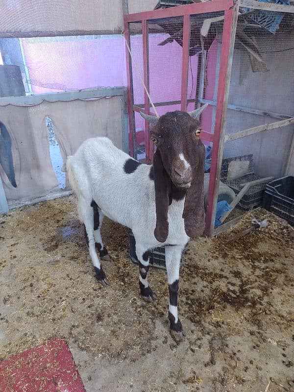 Female Bakri he or 2 month ka male bacha b Saath he 3