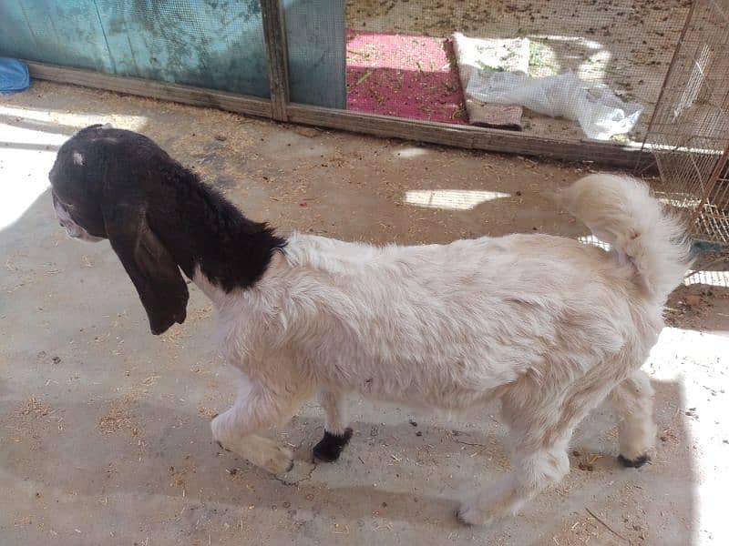 Female Bakri he or 2 month ka male bacha b Saath he 9