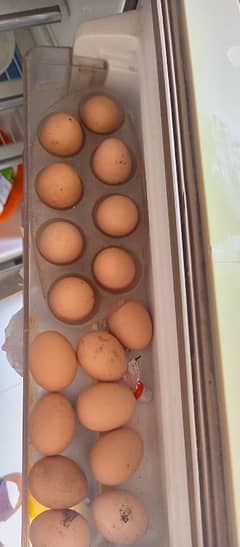 Aseel murgi Kay khanay Waly desi eggs