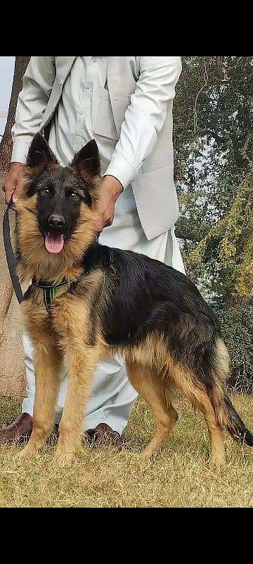 Jerman shefard Long coat male age 5 month sequrty train 1