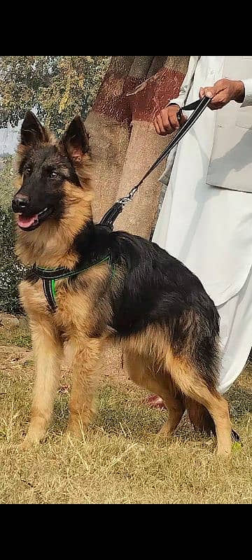 Jerman shefard Long coat male age 5 month sequrty train 2