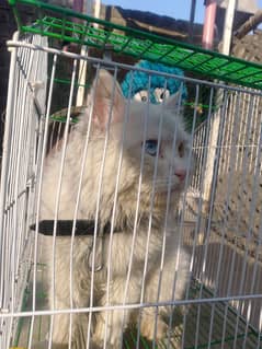 Persian beautiful cat for sale WhatsApp 03115381632