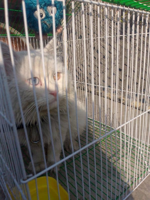 Persian beautiful cat for sale WhatsApp 03115381632 2