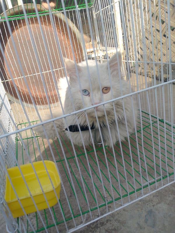 Persian beautiful cat for sale WhatsApp 03115381632 3