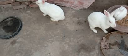 Male female pair red eyes rabbits