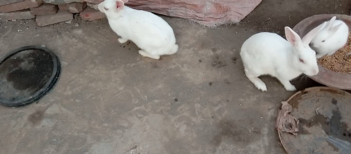 Male female pair red eyes rabbits 0