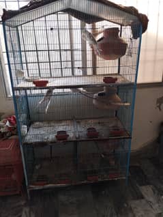 Cockatiel pairs with cage | small setup for sale