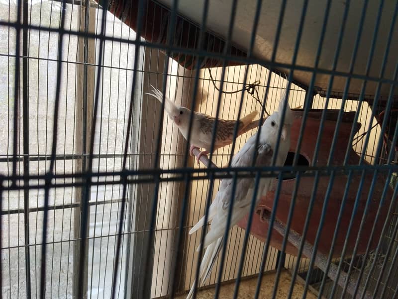 Cockatiel pairs with cage | small setup for sale 4