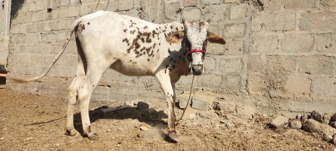 cow bachri for sale. qurbani 2025 0