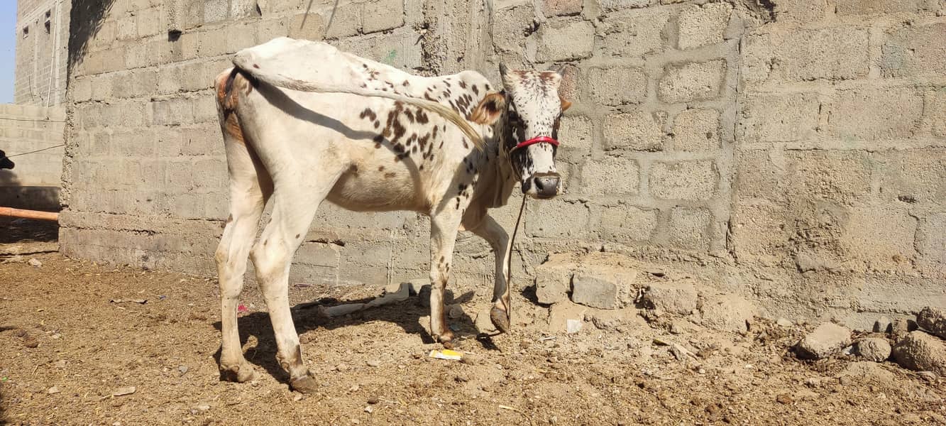 cow bachri for sale. qurbani 2025 1