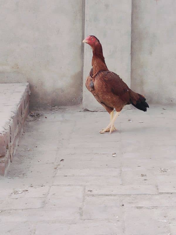 pair Aseel hens best quality egg laying one kurak quality pair 0