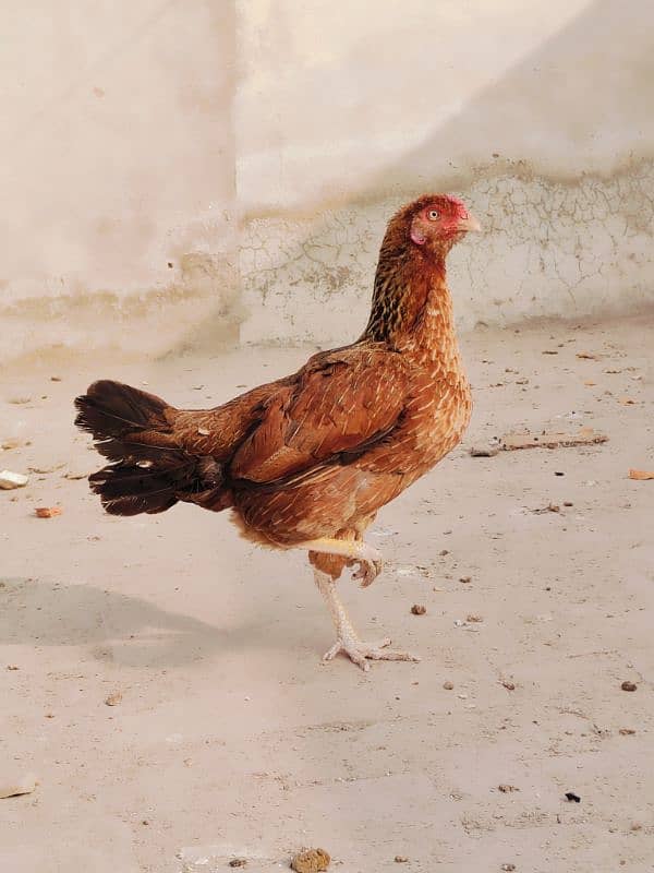 pair Aseel hens best quality egg laying one kurak quality pair 1