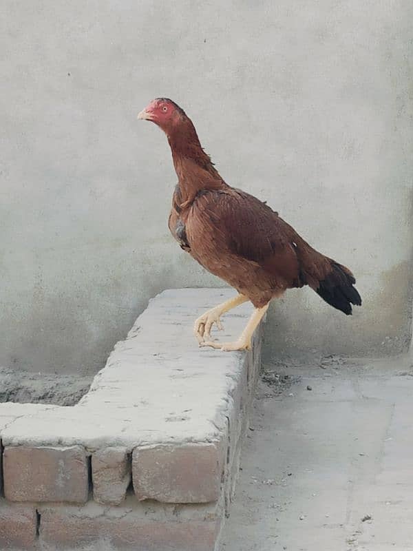 pair Aseel hens best quality egg laying one kurak quality pair 2