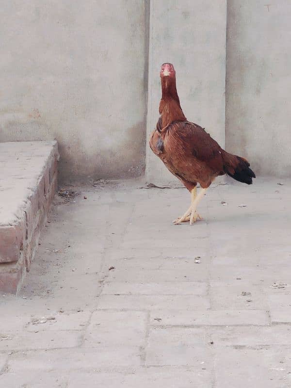 pair Aseel hens best quality egg laying one kurak quality pair 4