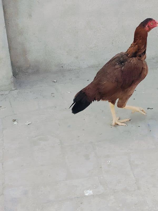 pair Aseel hens best quality egg laying one kurak quality pair 5