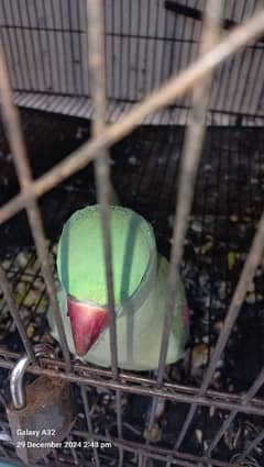 Talking Female breeding parrot