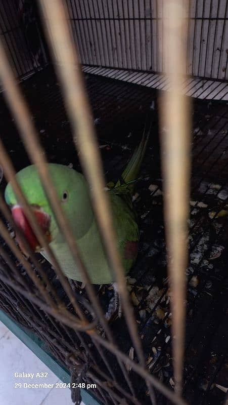 Talking Female breeding parrot 1