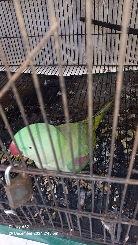 Talking Female breeding parrot 3