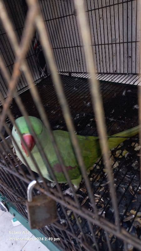 Talking Female breeding parrot 4