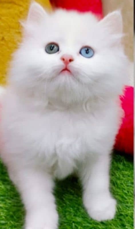 Persian kitten cats 2