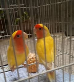 love Bird Pair for sale