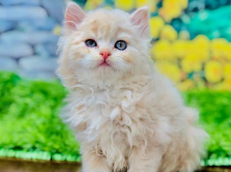 Persian kitten cats 1