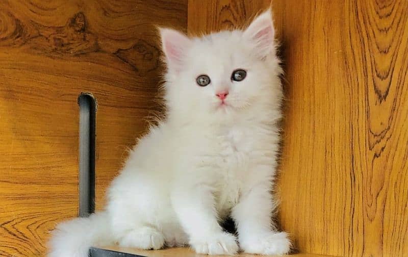 Persian kitten cats 2