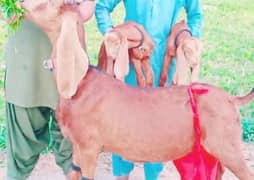 2 gulabi bakri far sale call me 03262867305