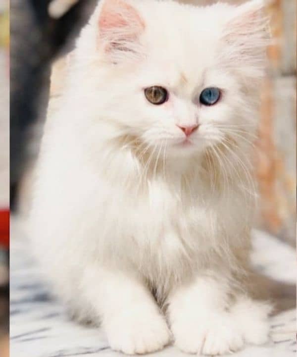 Persian kitten cats 4