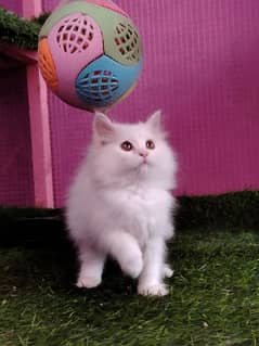 Persian/triple coated/ white/ male kitten availabale for sale