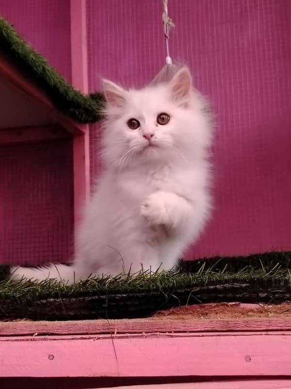 Persian/triple coated/ white/ male kitten availabale for sale 1