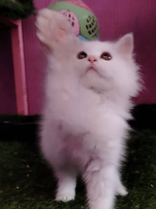 Persian/triple coated/ white/ male kitten availabale for sale 2