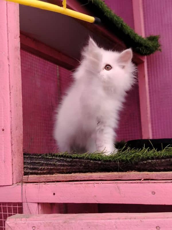 Persian/triple coated/ white/ male kitten availabale for sale 3