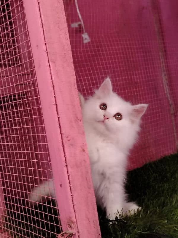 Persian/triple coated/ white/ male kitten availabale for sale 4