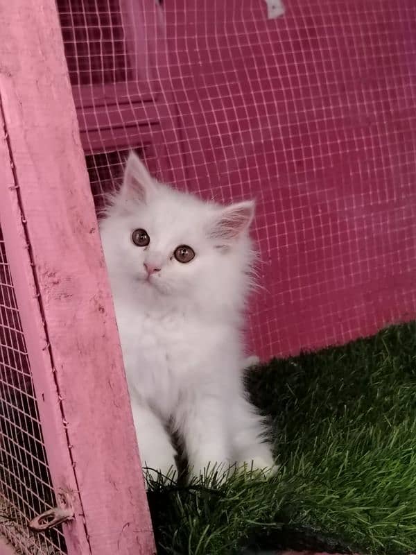 Persian/triple coated/ white/ male kitten availabale for sale 5