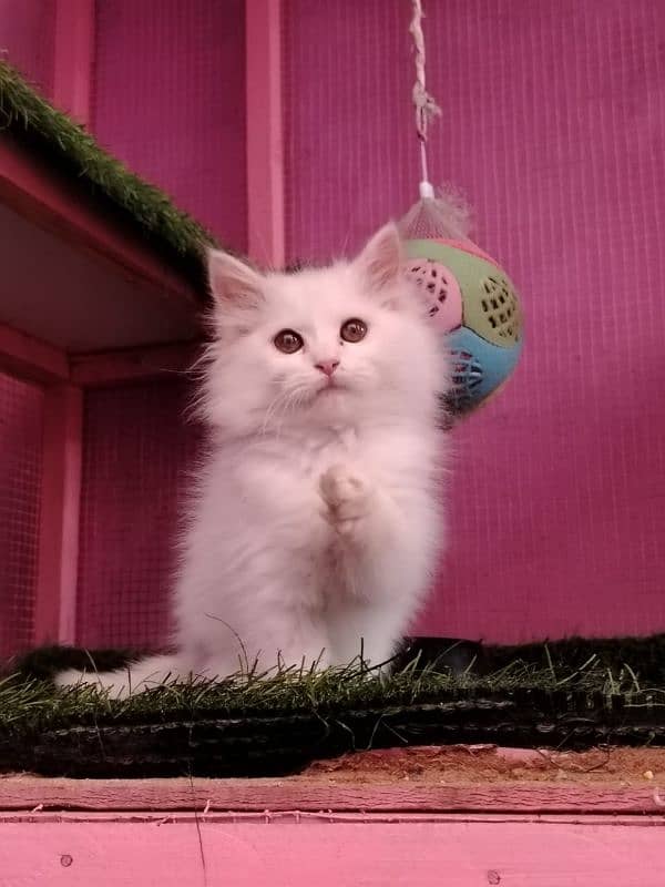 Persian/triple coated/ white/ male kitten availabale for sale 6