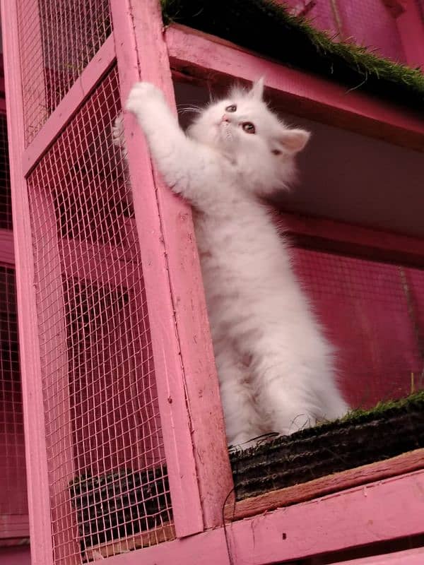 Persian/triple coated/ white/ male kitten availabale for sale 7