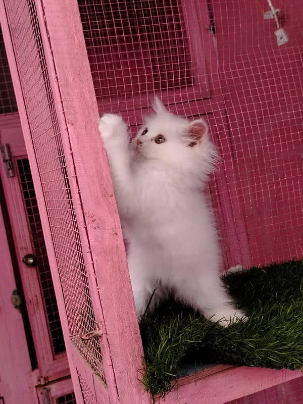 Persian/triple coated/ white/ male kitten availabale for sale 8