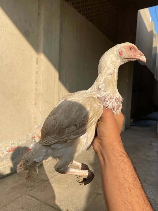 Aseel Male And females is for sale 0