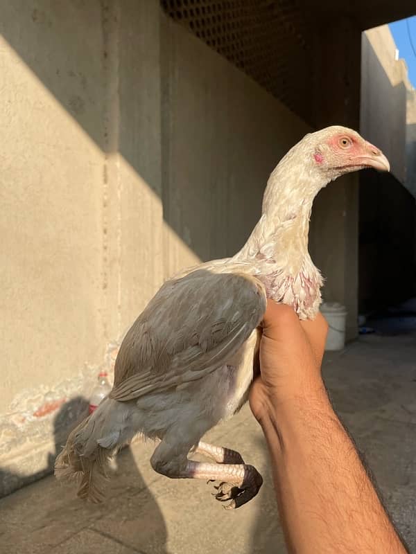 Aseel Male And females is for sale 1