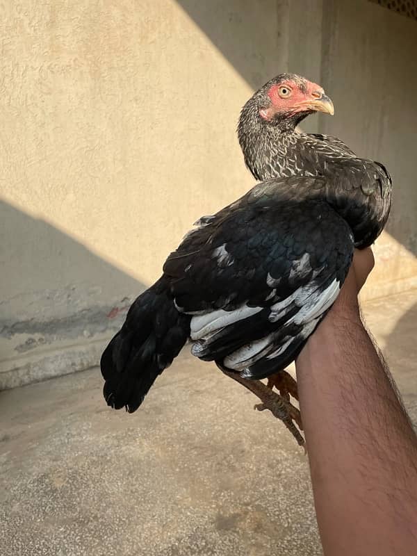 Aseel Male And females is for sale 5