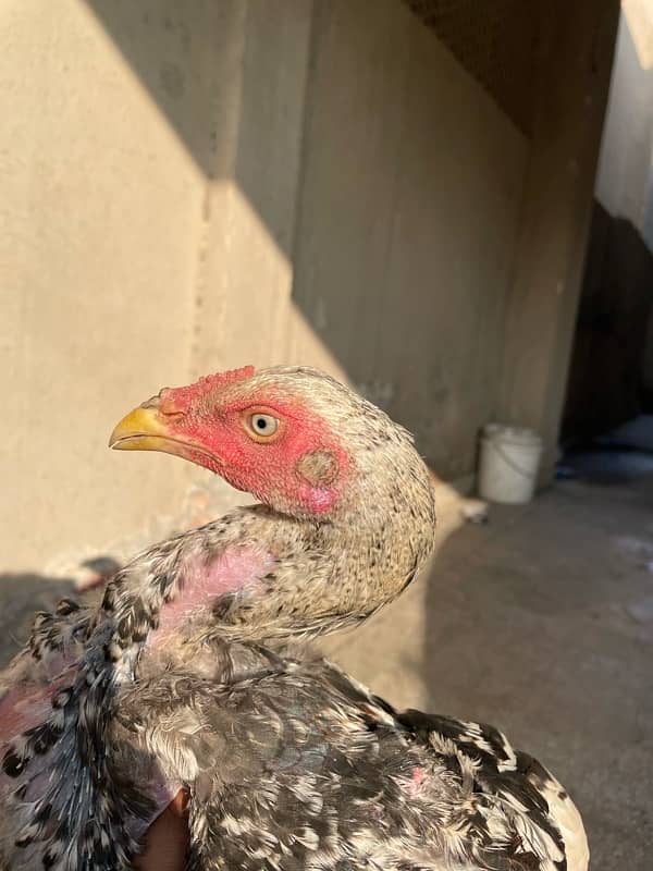 Aseel Male And females is for sale 7