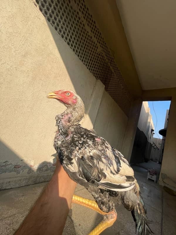 Aseel Male And females is for sale 8