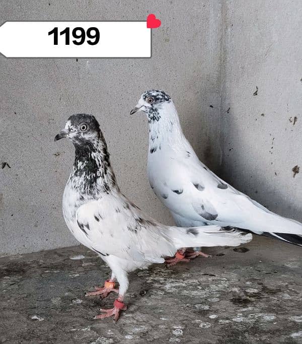 Sherazi Pigeon & Flying pigeon 7